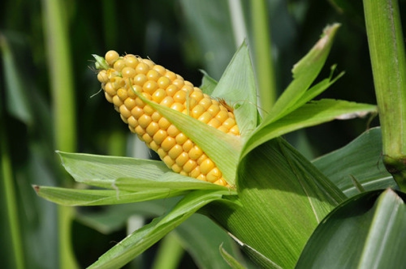 Vietnam spends US$1.11 billion on importing corn from Argentina